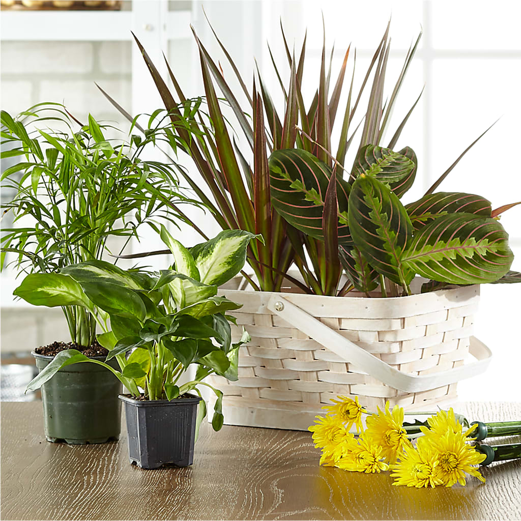 Florist Designed Blooming and Green Plants in a Basket – Gainesville Floral Exchange, Gainesville FL
