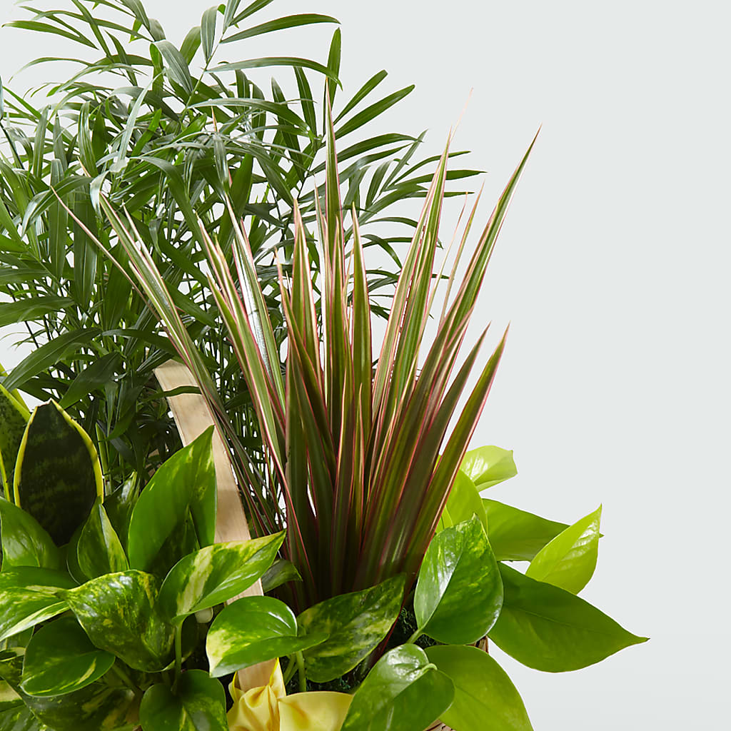 French Garden – Gainesville Floral Exchange, Gainesville FL