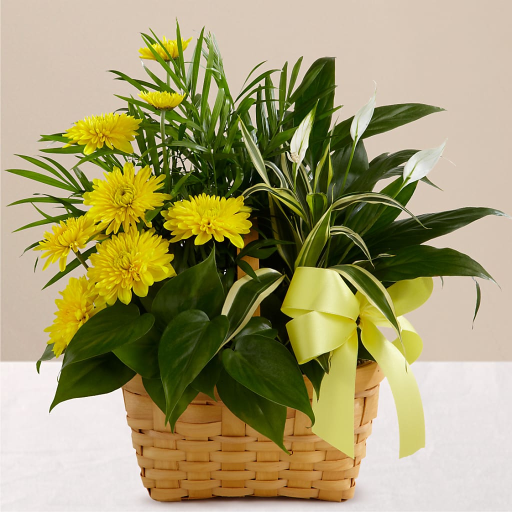 Loving Light Dishgarden – Gainesville Floral Exchange, Gainesville FL