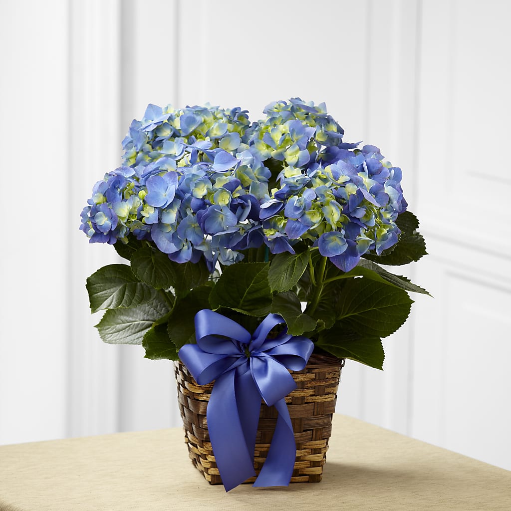 Blue Hydrangea Planter – Gainesville Floral Exchange, Gainesville FL