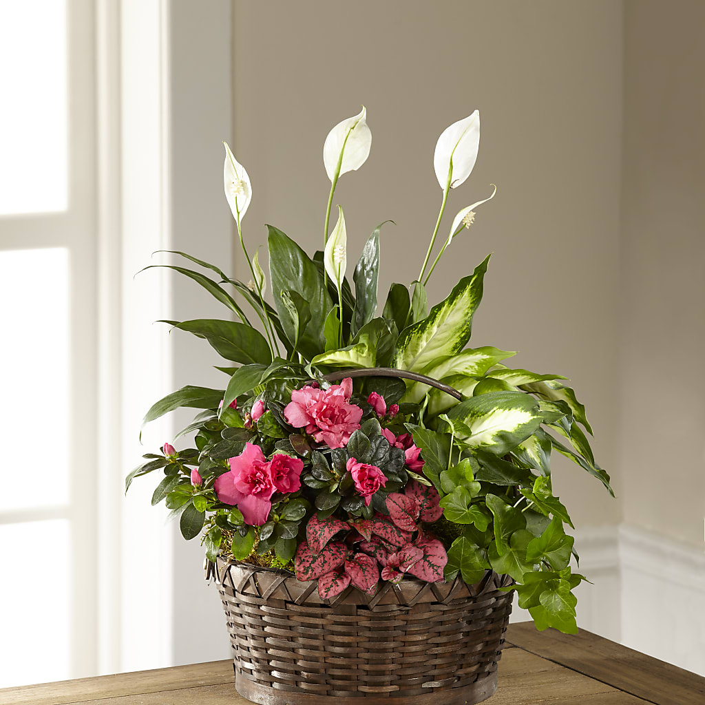 Dream in Pink Dishgarden – Gainesville Floral Exchange, Gainesville FL