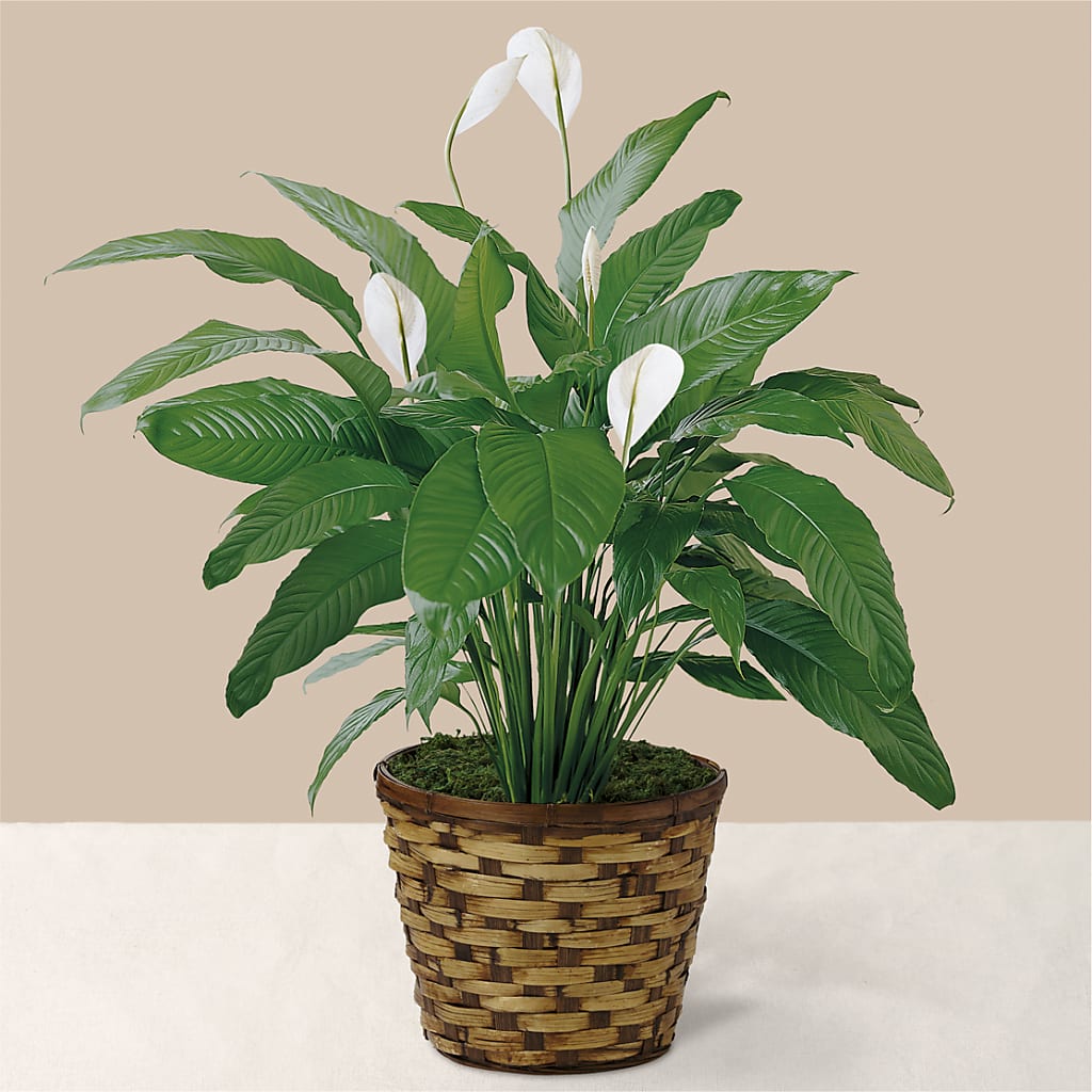 Tranquil Moments Peace Lily Plant – Gainesville Floral Exchange, Gainesville FL