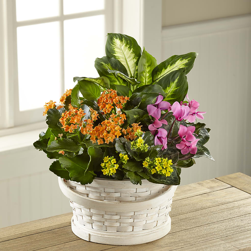 Color Crush Dishgarden – Gainesville Floral Exchange, Gainesville FL