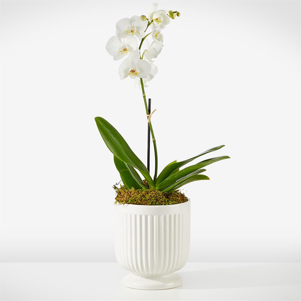 Whispering White Orchid – Gainesville Floral Exchange, Gainesville FL
