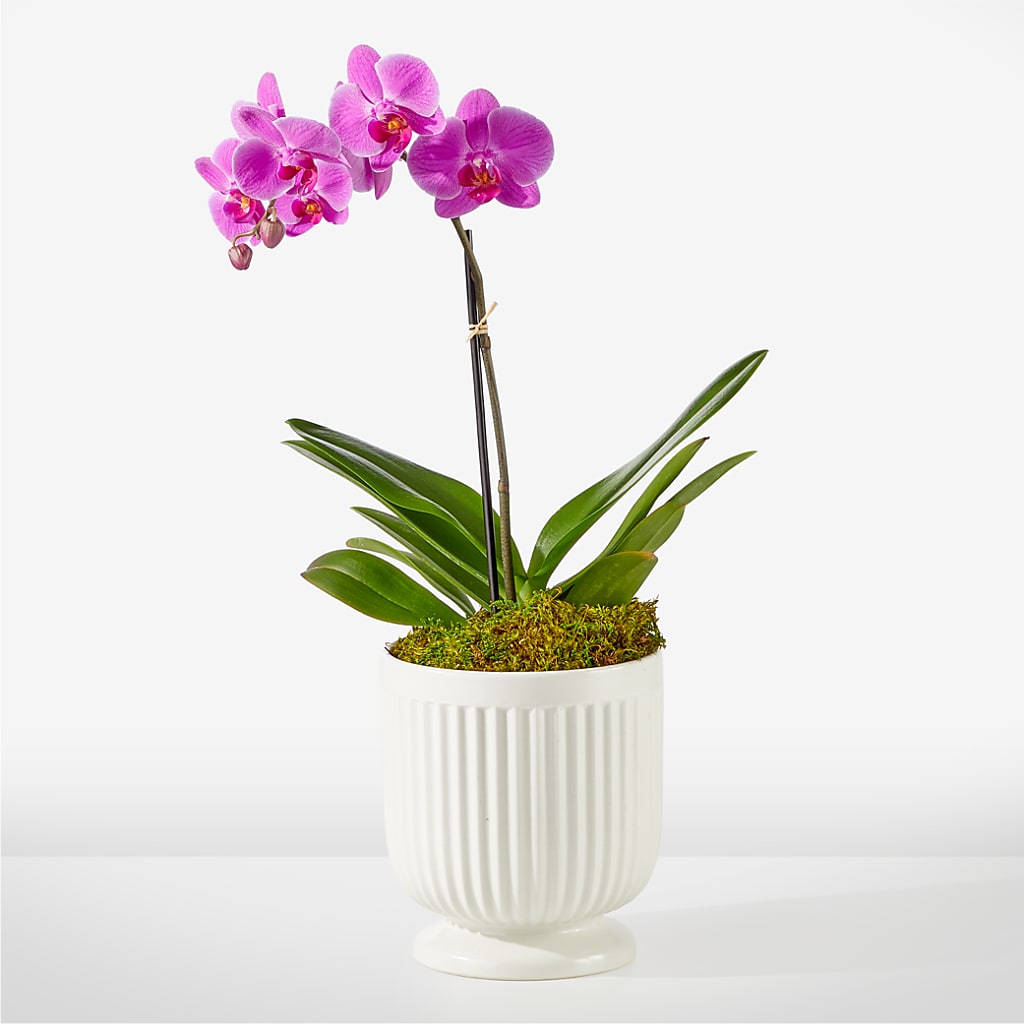 Friendly Fuchsia Orchid – Gainesville Floral Exchange, Gainesville FL