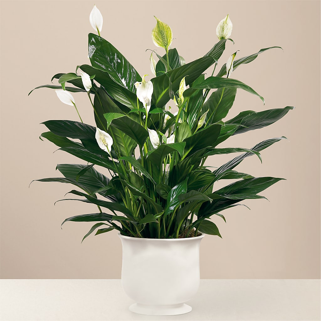 Comfort Planter – Gainesville Floral Exchange, Gainesville FL