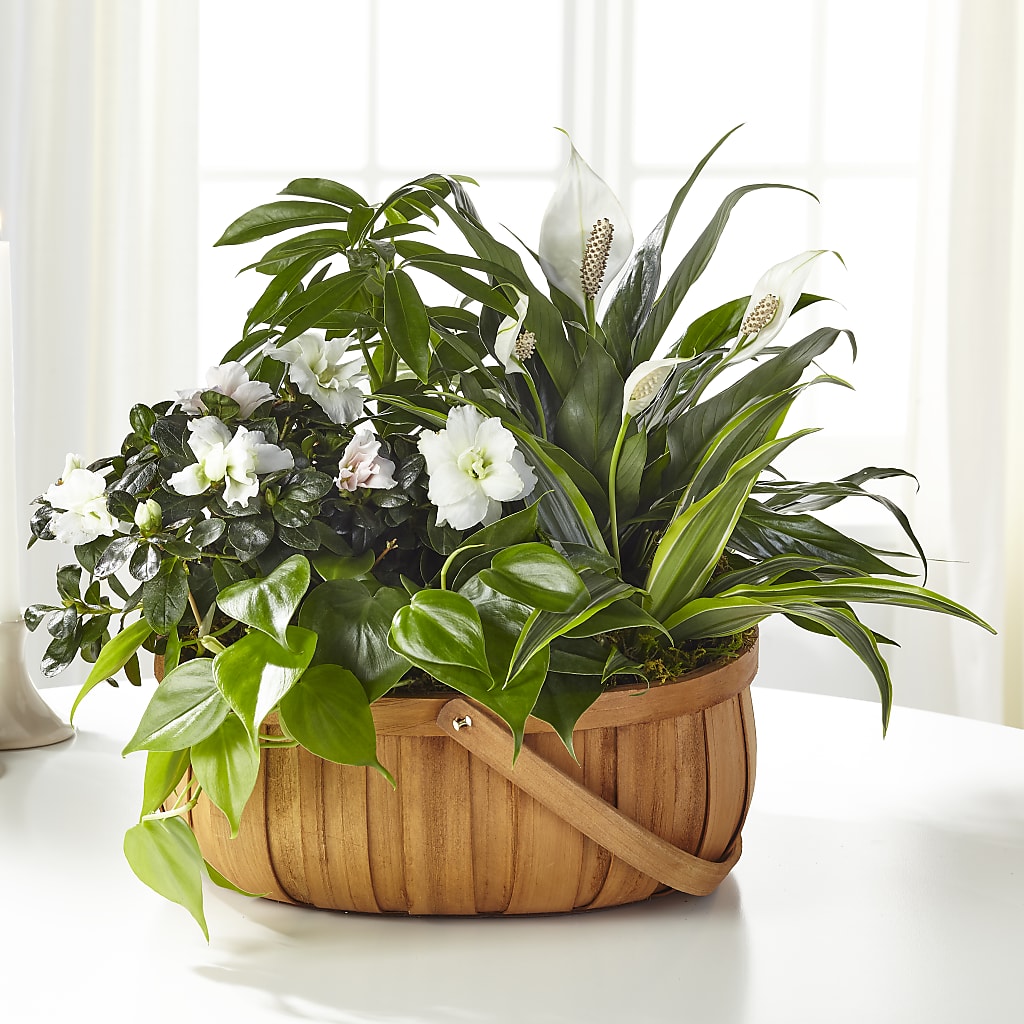 Serene Dishgarden – Gainesville Floral Exchange, Gainesville FL