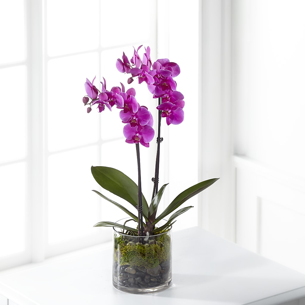 Pink Orchid Plant – Gainesville Floral Exchange, Gainesville FL