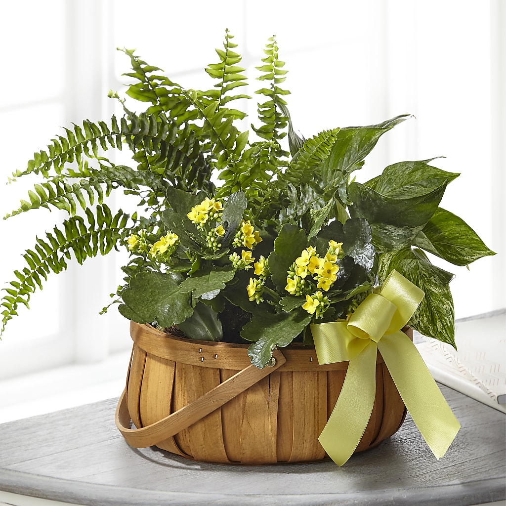 Always Dear Dishgarden – Gainesville Floral Exchange, Gainesville FL