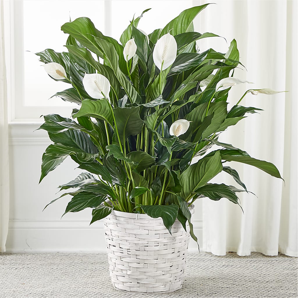 A New Leaf Peace Lily – Gainesville Floral Exchange, Gainesville FL