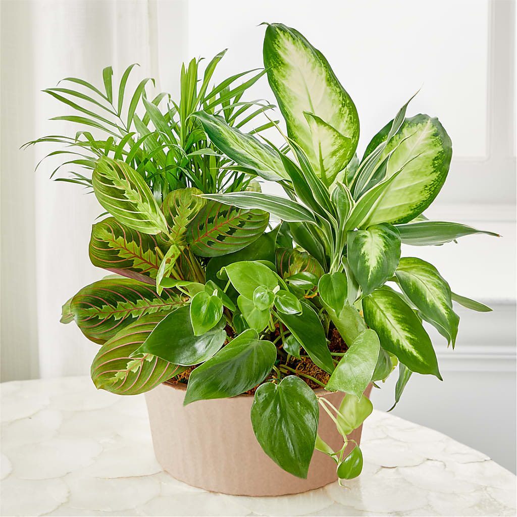 Balance & Harmony Dishgarden – Gainesville Floral Exchange, Gainesville FL