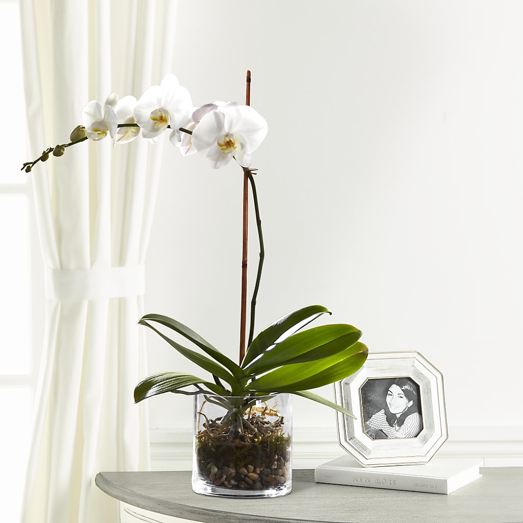 White Orchid Planter – Gainesville Floral Exchange, Gainesville FL