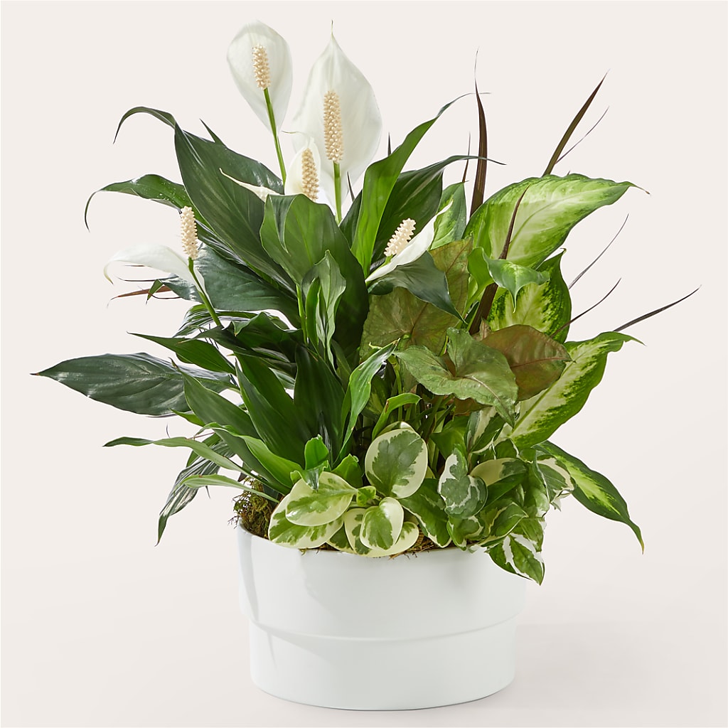 Radiating Positivity Dishgarden – Gainesville Floral Exchange, Gainesville FL