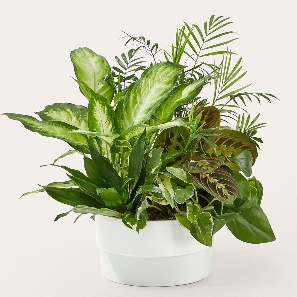 Radiating Positivity Dishgarden – Gainesville Floral Exchange, Gainesville FL
