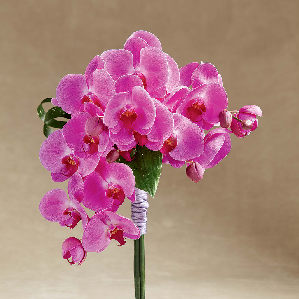 Glorious Bouquet – Gainesville Floral Exchange, Gainesville FL