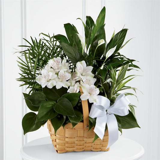 Peace & Serenity Dishgarden –  Gainesville Floral Exchange, Gainesville FL