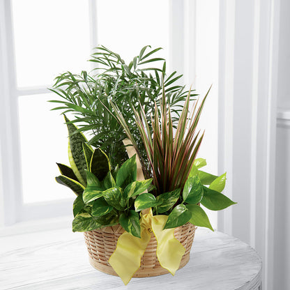 French Garden –  Gainesville Floral Exchange, Gainesville FL
