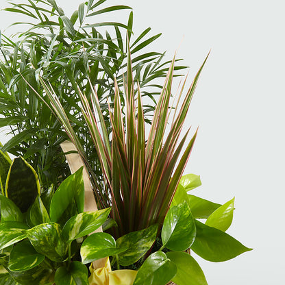 French Garden –  Gainesville Floral Exchange, Gainesville FL