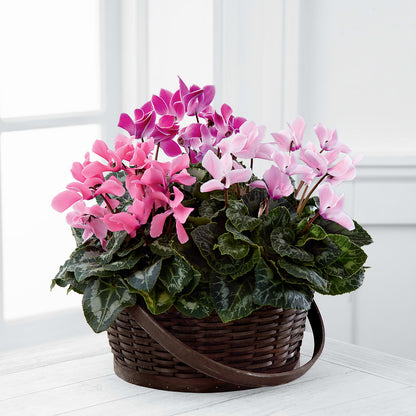 Mixed Cyclamen Planter –  Gainesville Floral Exchange, Gainesville FL