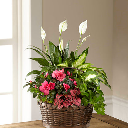 Dream in Pink Dishgarden –  Gainesville Floral Exchange, Gainesville FL