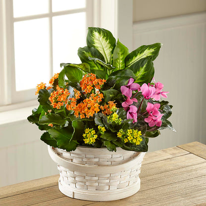 Color Crush Dishgarden –  Gainesville Floral Exchange, Gainesville FL