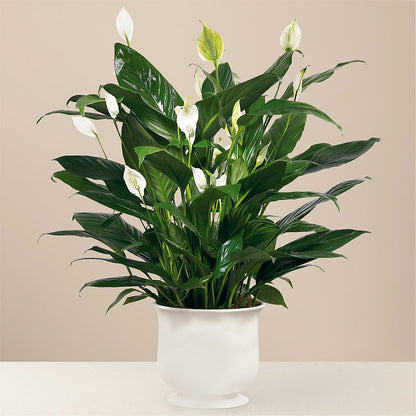 Comfort Planter –  Gainesville Floral Exchange, Gainesville FL