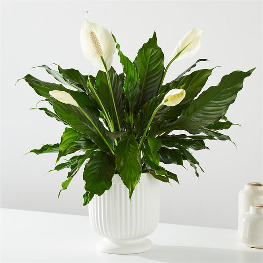 Comfort Planter –  Gainesville Floral Exchange, Gainesville FL