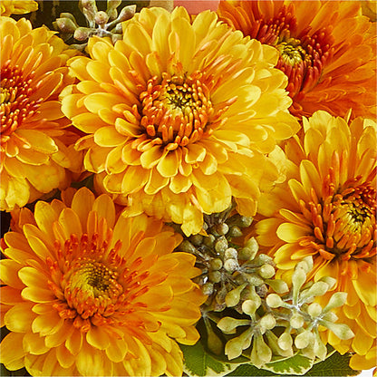 Peachy Pumpkin –  Gainesville Floral Exchange, Gainesville FL