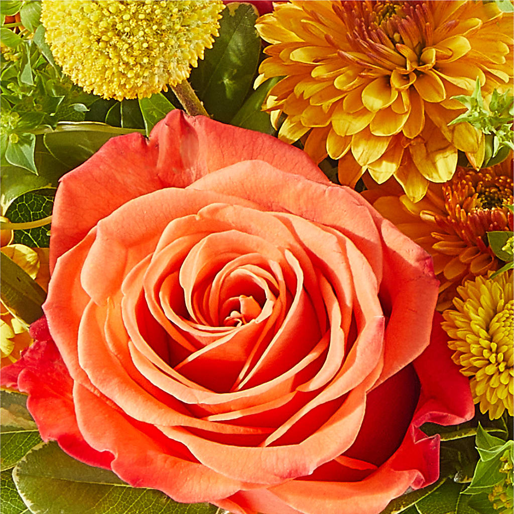 Gourdgeous Pumpkin –  Gainesville Floral Exchange, Gainesville FL