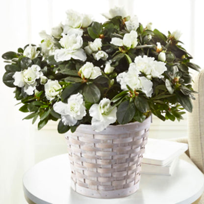 White Azalea Plant –  Gainesville Floral Exchange, Gainesville FL