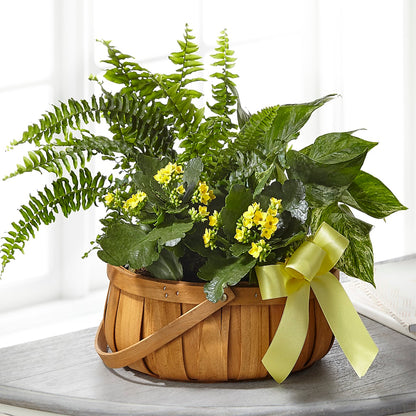 Always Dear Dishgarden –  Gainesville Floral Exchange, Gainesville FL
