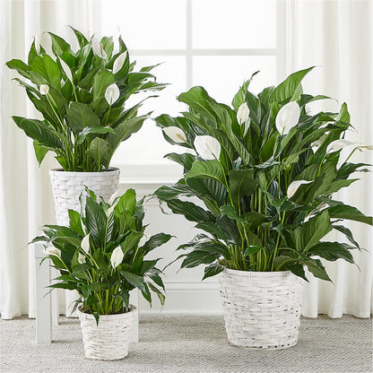A New Leaf Peace Lily –  Gainesville Floral Exchange, Gainesville FL