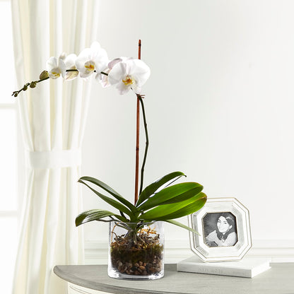 White Orchid Planter –  Gainesville Floral Exchange, Gainesville FL