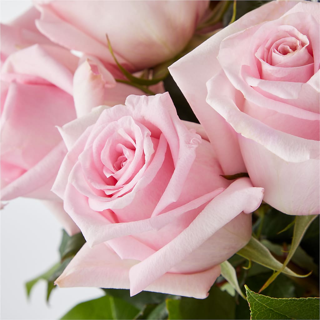 Picture Perfect Pink Rose Bouquet –  Gainesville Floral Exchange, Gainesville FL