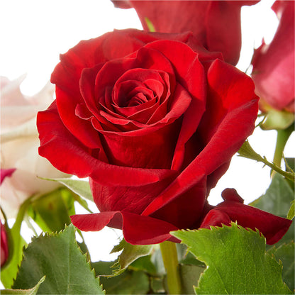 Love Notes Rose Bouquet –  Gainesville Floral Exchange, Gainesville FL